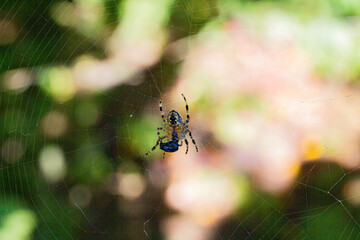 Colorful spider weaving a web in a vibrant garden during sunny daylight