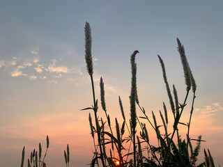 Wild grass silhouette against a warm sunset sky, capturing serene evening light and natural beauty in the countryside.