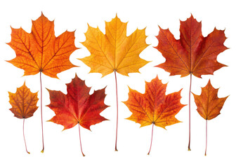Obraz premium Collection of six vibrant autumnal maple leaves in shades of orange yellow and red isolated on transparent background