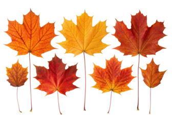 Collection of six vibrant autumnal maple leaves in shades of orange yellow and red isolated on transparent background