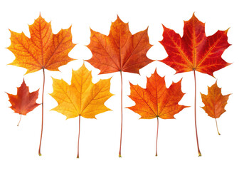 Collection of six vibrant autumnal maple leaves in brilliant orange yellow and red hues isolated on transparent background