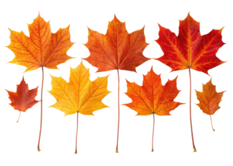 Collection of six vibrant autumnal maple leaves in brilliant orange yellow and red hues isolated on transparent background