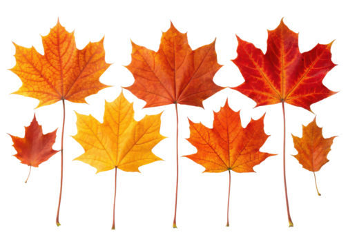 Collection of six vibrant autumnal maple leaves in brilliant orange yellow and red hues isolated on transparent background
