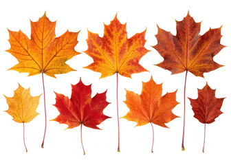 Collection of six vibrant autumnal maple leaves in stunning warm reds oranges and yellows isolated on transparent background