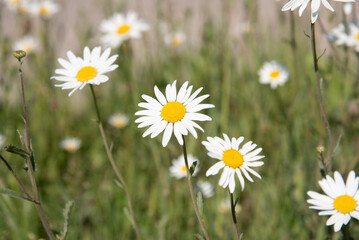 Daisies in a field 