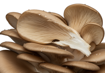 Raw Pleurotus ostreatus (oyster mushrooms), one torn revealing glistening white flesh & moisture, on transparent background, extreme close-up macro, studio lighting. Exploration of natural organic