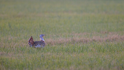Großtrappe (Otis tarda) in weiter Feldlandschaft, seltene und bedrohte Vogelart Europas, eindrucksvolle Wildlife-Aufnahme mit viel Raum für Textfläche, perfektes Motiv für Naturfotografie