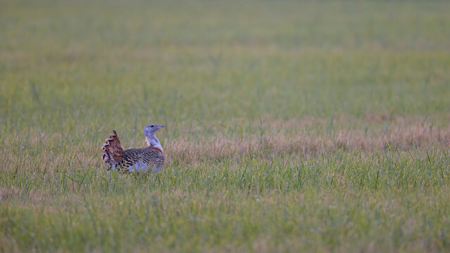 Gro&szlig;trappe (Otis tarda) in weiter Feldlandschaft, seltene und bedrohte Vogelart Europas, eindrucksvolle Wildlife-Aufnahme mit viel Raum f&uuml;r Textfl&auml;che, perfektes Motiv f&uuml;r Naturfotografie