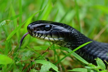 Fototapeta premium Florida Snake. Black Indigo Snake in Tropical Green Grass