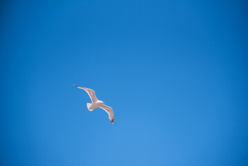 Seagull soaring against a blue sky