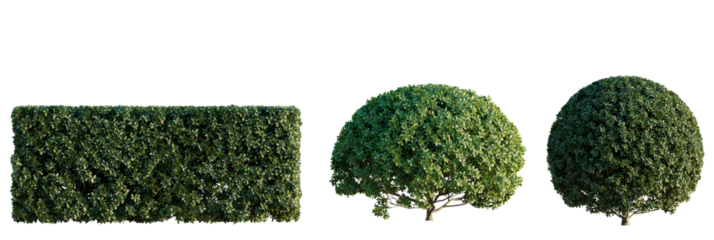 Carmona microphylla Tree cutout transparent isolate on background