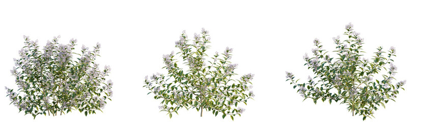 Ceanothus x delileanus Tree view cutout transparent background