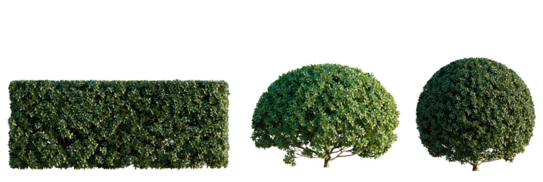 Carmona microphylla Tree cutout transparent isolate on background