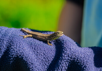 Kleines Zauneidechsen Weibchen (Lacerta agilis) mit abgeworfenem Schwanz
