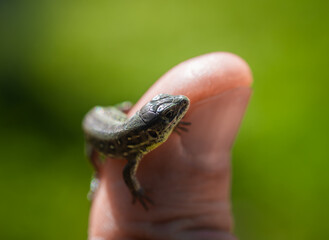 Kleines Zauneidechsen Weibchen (Lacerta agilis) auf einem Daumen