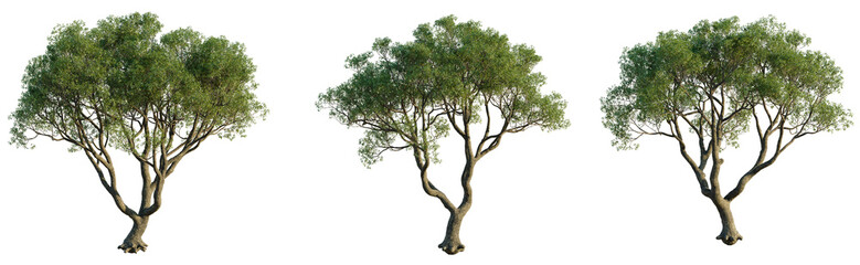 Cinnamomum parthenoxylon Tree cutout transparent isolate on background