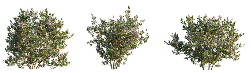 Escallonia x langleyensis apple Tree cutout transparent isolate on background