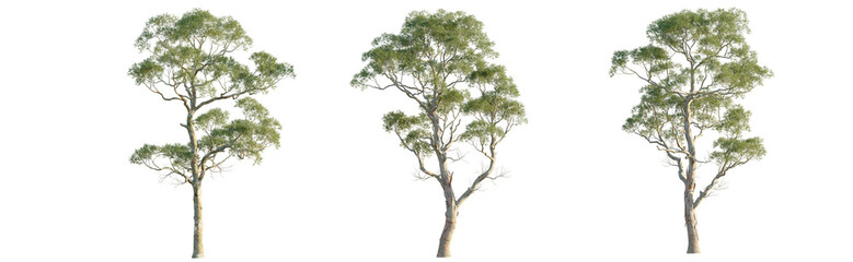 Eucalyptus saligna Tree cutout transparent isolate on background