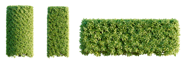 Ficus microcarpa golden leaves Tree cutout transparent isolate on background