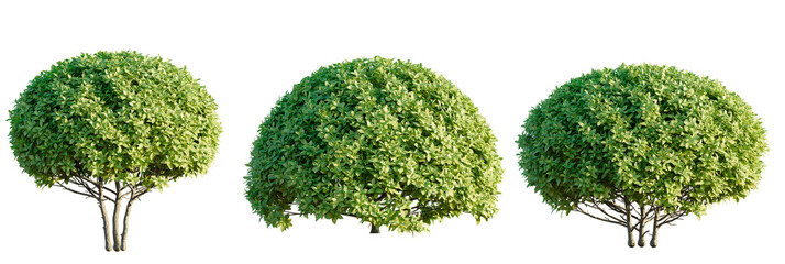 Ficus microcarpa golden leaves Tree view cutout transparent background