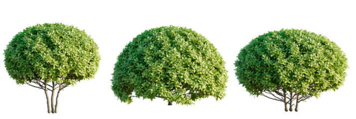 Ficus microcarpa golden leaves Tree view cutout transparent background