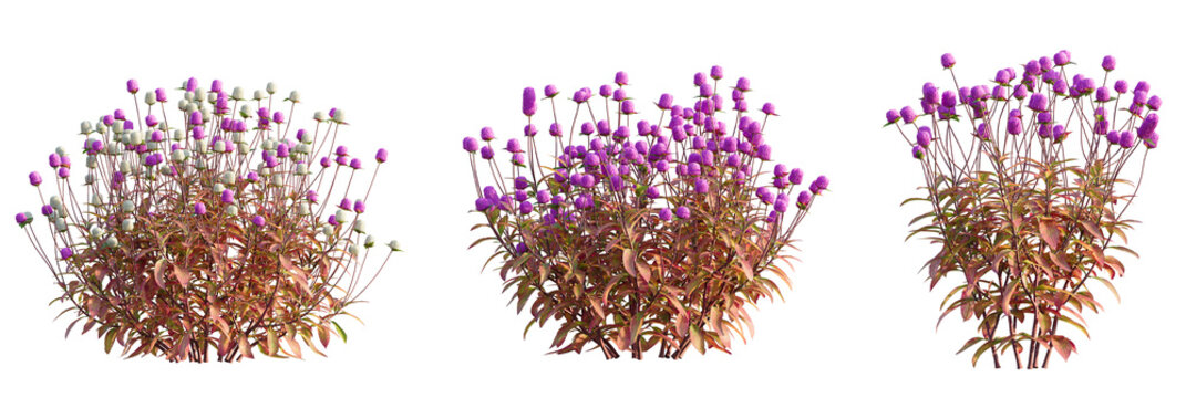 Gomphrena globosa Tree cutout transparent isolate on background