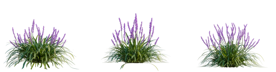 Fototapeten Lavendel Liriope muscari Tree view cutout transparent background  © DH Tree Stock