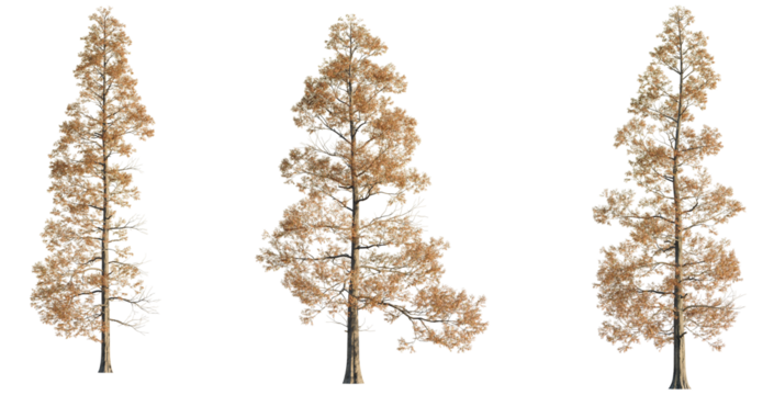 Metasequoia glyptostroboides Tree cutout transparent isolate on background