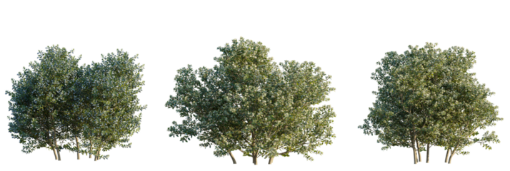 Myrtus communis Tree cutout transparent isolate on background
