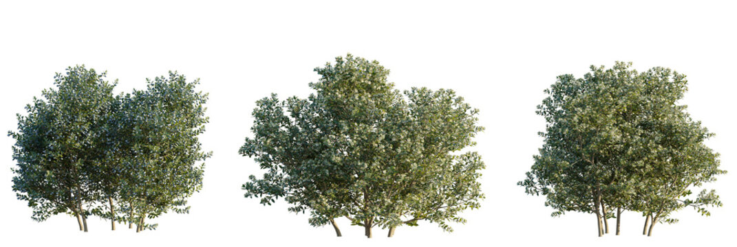 Myrtus communis Tree cutout transparent isolate on background