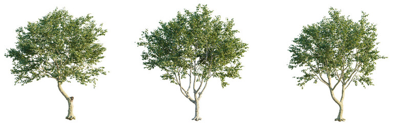 Obraz premium Platanus x acerifolia Tree view cutout transparent background