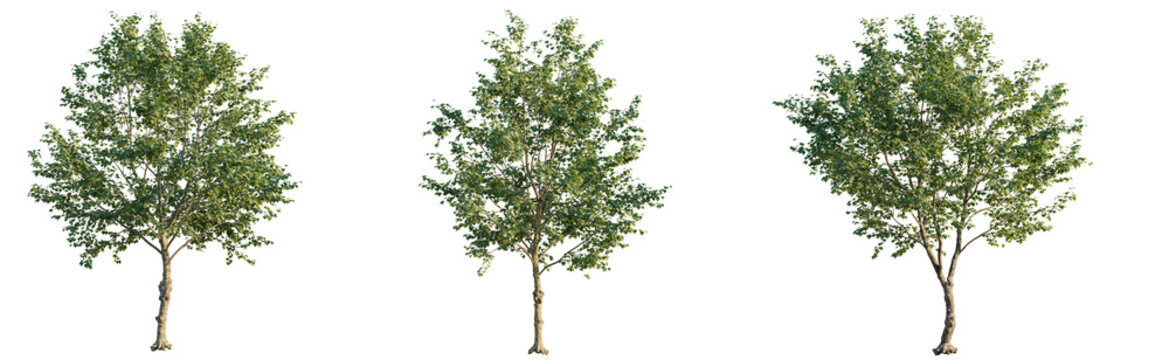 Platanus x acerifolia Tree cutout transparent isolate on background