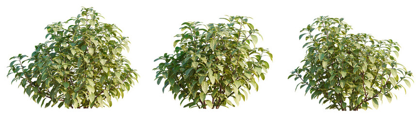 Sanchezia nobilis Tree cutout transparent isolate on background