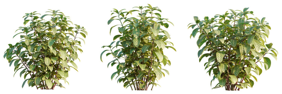 Sanchezia nobilis Tree view cutout transparent background