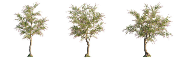 Tamarix ramosissima Tree cutout transparent isolate on background