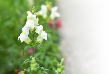 Snapdragon flowering in the garden, copy space
