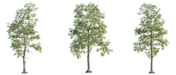 Tilia x europaea Tree view cutout transparent background