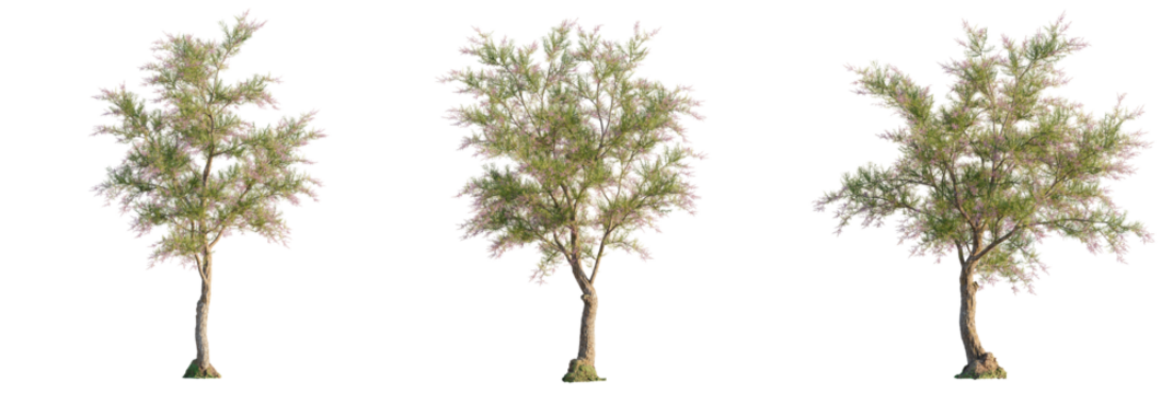Tamarix ramosissima Tree cutout transparent isolate on background