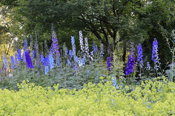 Delphinium elatum flower growing in the park