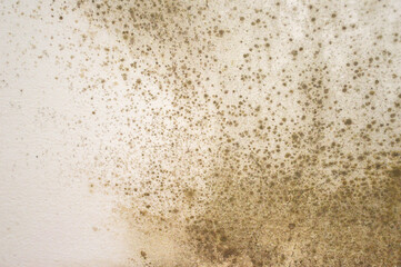 Mold on the wall background