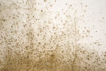Mold on the wall background
