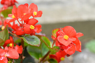 Red wax begonia flowers closeup