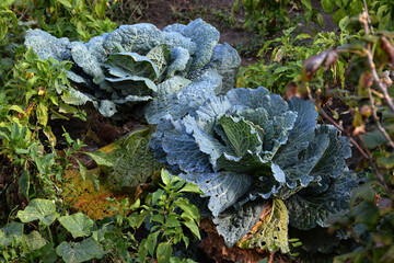 Fresh green kale growing in vegetable garden