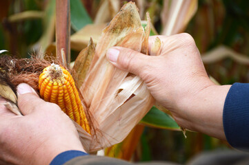 Farmer’s hands opening a ripe corn cob in the cornfield