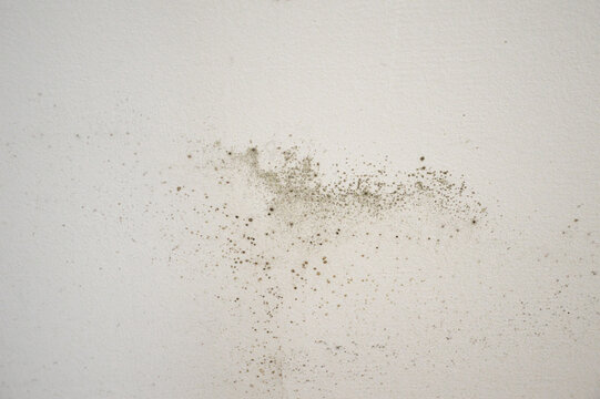 Mold on the wall background