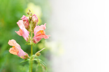 Snapdragon flowering in the garden, copy space