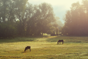 Serene morning scene with Horse and calf grazing in the meadow under soft sunlight and surrounded by trees