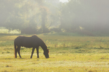 Horse grazing in a misty field during early morning light on a serene farm landscape