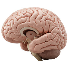 Meticulously sectioned human brain, intricate internal architecture, pearlescent grey/white matter, hyper-realistic pink folds, raking studio light, profound micro-shadows, concept of scientific