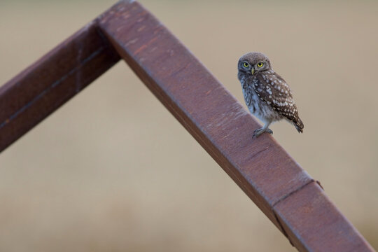 Steinkauz (Athene noctua) auf Metalltr&auml;ger sitzend, seltene kleine Eule mit wachsamen Augen, ungew&ouml;hnliche Wildlife-Aufnahme zwischen Natur und menschlicher Struktur, ideales Motiv f&uuml;r Design und Natu